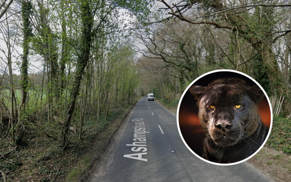 'Beast of Berkshire': Big cat sighting between Reading and Newbury 