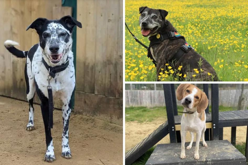 4 dogs up for adoption at Dogs Trust Newbury in Berkshire
