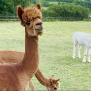 Video grab of the moment Tango the alpaca predicts an England win against Germany in their round of 16 Euros clash on Tuesday. National Animal Welfare Trust's Berkshire animal rescue