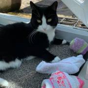 Jess the cat has stolen socks for years