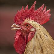 Watchdog shares message on how to reduce bird flu risk this winter