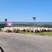 Escaped sheep causing havoc on A-road - police on the scene