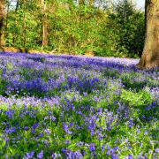 Best places to see bluebells in Berkshire this weekend
