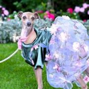 Italian greyhound dresses in style for Royal Ascot
