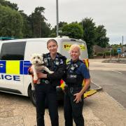 Paw patrol! 'Cheeky' dog reunited with owner after running loose in Crowthorne