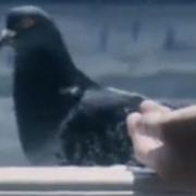 Birdie the Pigeon went missing but was found in Bracknell (BBC