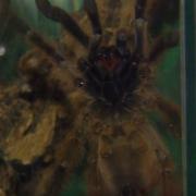 One of the spiders that Martin had in his flat (BBC)