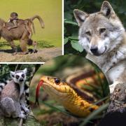 Over 40 dangerous pets in Berkshire – are you living next door to one of the world’s deadliest creatures?