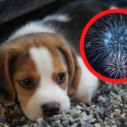 The 5 best radio stations to calm your dog this Bonfire Night according to music experts (Canva)