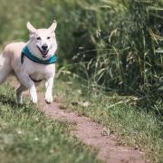 Stock image of dog off lead