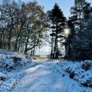 Swinley Forest trails in the snow