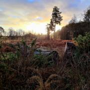 Picture of the week - Swinley Forest