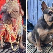This year's ugliest dog shortlist features a variety of adorably unfortunate breeds from Pugs to French Bulldogs. (ParrotPrint)