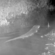 Otters sighted in school grounds known as 'haven' for wildlife