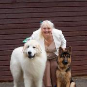 Award-winning 6ft mountain dog misses 'Crufts' dog show after losing best friend
