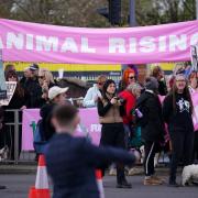 Animal Rising