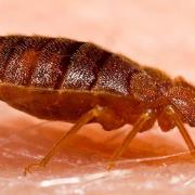 A Berkshire pest controller has warned of a big increase in bedbug callouts