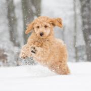Are you hoping to take your dog for a walk in the snow? Find out if it's safe to do so