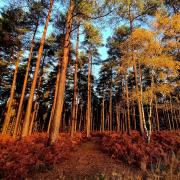 Claire Moore took this image of Swinley Forest in Bracknell