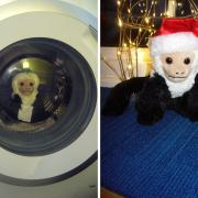 “Let’s get him home for Christmas” Appeal for muddy monkey found in Priestwood