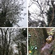 Some of the trees that could be felled at Whitegrove Copse