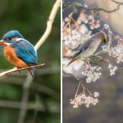 IN PICTURES: Beautiful birds seen in and around Wokingham