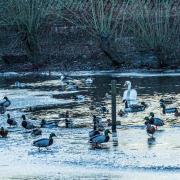 Locals fear for Wokingham's beautiful wildlife as temperatures plummet