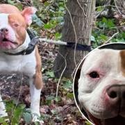 Thousands raised after woman finds abandoned XL Bully tied to a tree