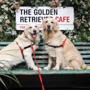 Golden Retriever Cafe coming to Reading