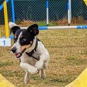 A dog using the current agility field at Ryslip Kennels