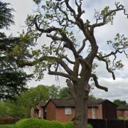 The oak tree on Gainsborough in Bracknell that has been saved from being felled