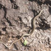 Residents advised to 'take care' after adders spotted in Berkshire