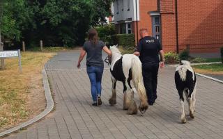 Horses walked back to their fields after being caught by police