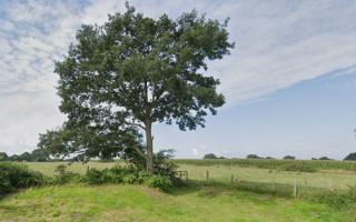 Rooks Nest on Barkham Ride could be the site of a new Covid memorial wood