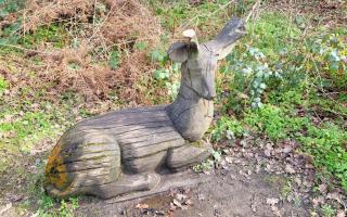 Clean cuts suggest the antlers have been sawn off the Savernake Park stag